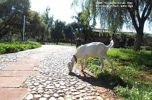 072 - Shaxi